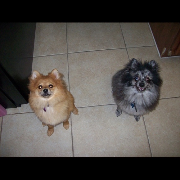 ๐ถ๐ฑPET FRIENDLY HOME ๐ถ๐ฑ - Picture 4 of 7